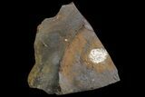 Paleocene Fossil Fruit (Psidium) - North Dakota #165074-1